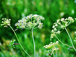 Fotoblog hefa