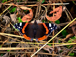 Fotoblog jagrzes