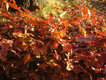 Fotoblog shadower
