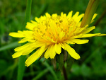 Fotoblog bellerrofont