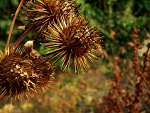 Fotoblog reggaujah