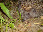Fotoblog sitrea