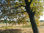Fotoblog naturee987