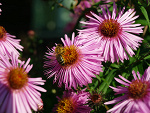Fotoblog sylka2580