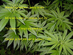 Fotoblog becauseofreggaeisinme