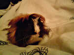 Fotoblog angoora
