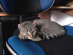 Fotoblog zibson