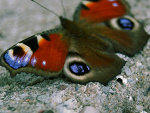 Fotoblog xcolorfulrealityx