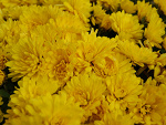 Fotoblog lacina