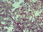Fotoblog landrynk