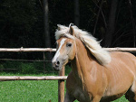 Fotoblog lovehorses123
