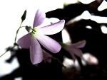 Fotoblog shumi16