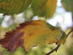 Fotoblog photosmylife93