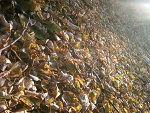 Fotoblog rossalia890
