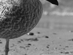 Fotoblog migotens