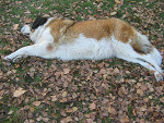 Fotoblog idia