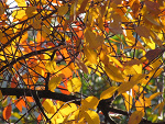 Fotoblog timidity