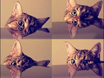 Fotoblog pring