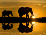 Fotoblog pomocwwf