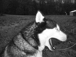Fotoblog demoooon
