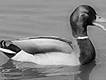 Fotoblog wyfisiowanapomarancza