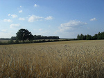 Fotoblog rozowazelka
