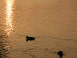Fotoblog nieidealna95