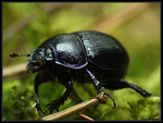 Fotoblog lilka235