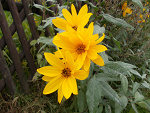 Fotoblog movelikejagger