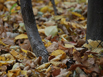Fotoblog patka252