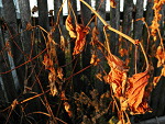 Fotoblog setfiretotherainn
