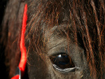 Fotoblog fotokoni