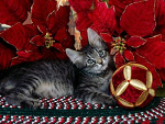 Fotoblog paulinka1235
