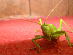 Fotoblog irasbl