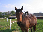 Fotoblog brunellus