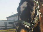 Fotoblog ganiutka