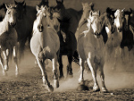 Fotoblog lloveehorsess