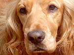 Fotoblog rozaalka