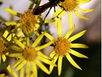Fotoblog merclandd