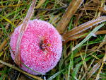 Fotoblog goldensugar