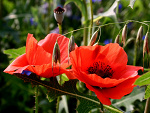 Fotoblog rener12