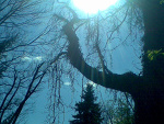 Fotoblog zieeelooonooomi