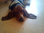 Fotoblog gusti