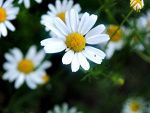 Fotoblog jaguusiaa