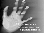 Fotoblog papillon2999