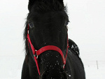 Fotoblog lenuitdechasseur