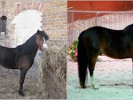 Fotoblog choop