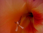 Fotoblog aroslav09
