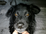 Fotoblog sweetdog1