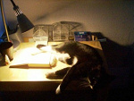 Fotoblog meivy